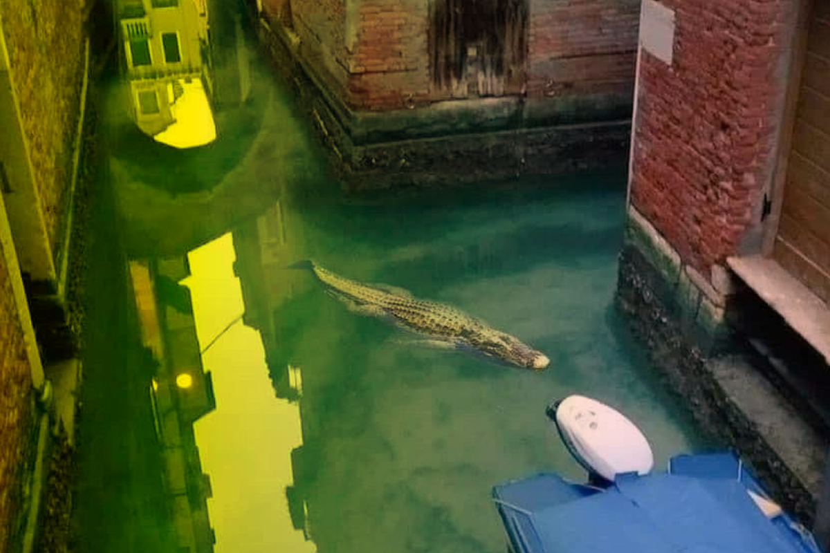 Hybrid-Venice-015 