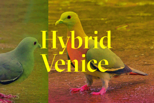 Hybrid-Venice